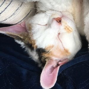 Meet your Posher, Mia